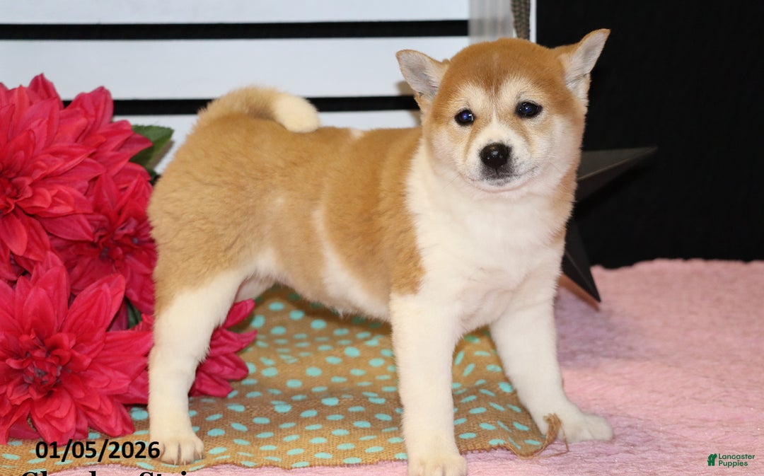 Shiba Inu dogs for sale: Harmony - Ad 4
