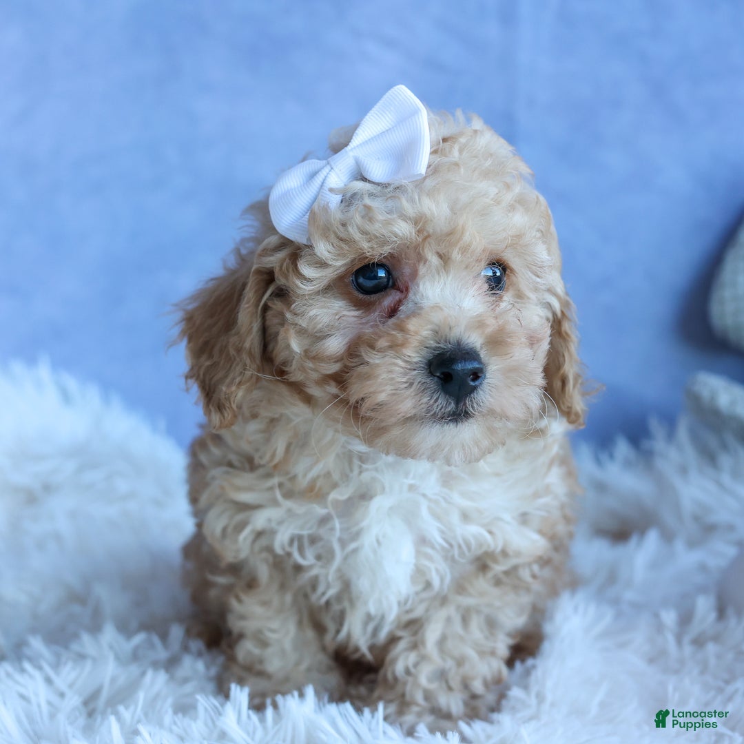 Miniature Poodle dogs for sale: LEO - Ad 1