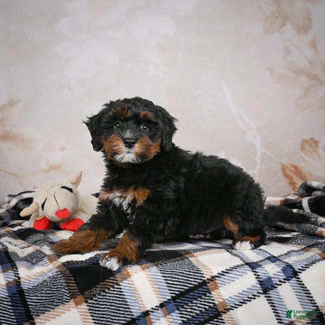Bernedoodle dogs for sale: Kobe - Ad 10