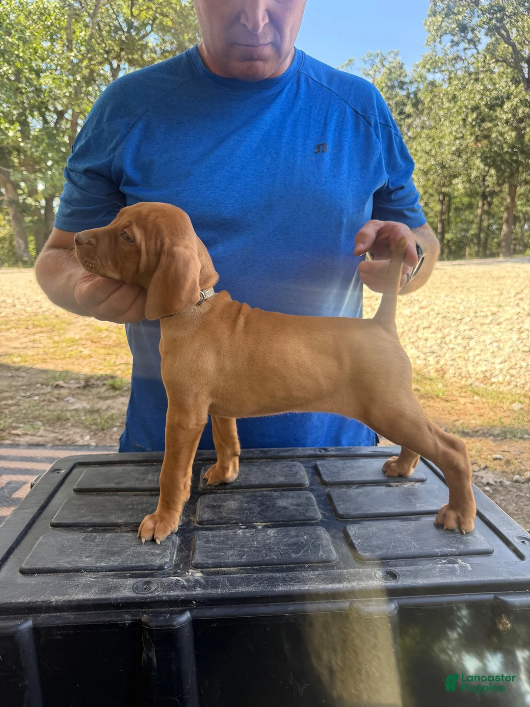 Vizsla dogs for sale: Gray - Ad 2