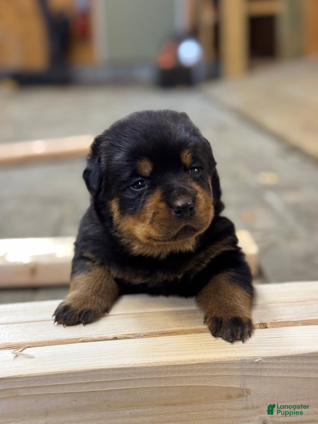 Rottweiler dogs for sale: Dahila (long tail)  - Ad 3