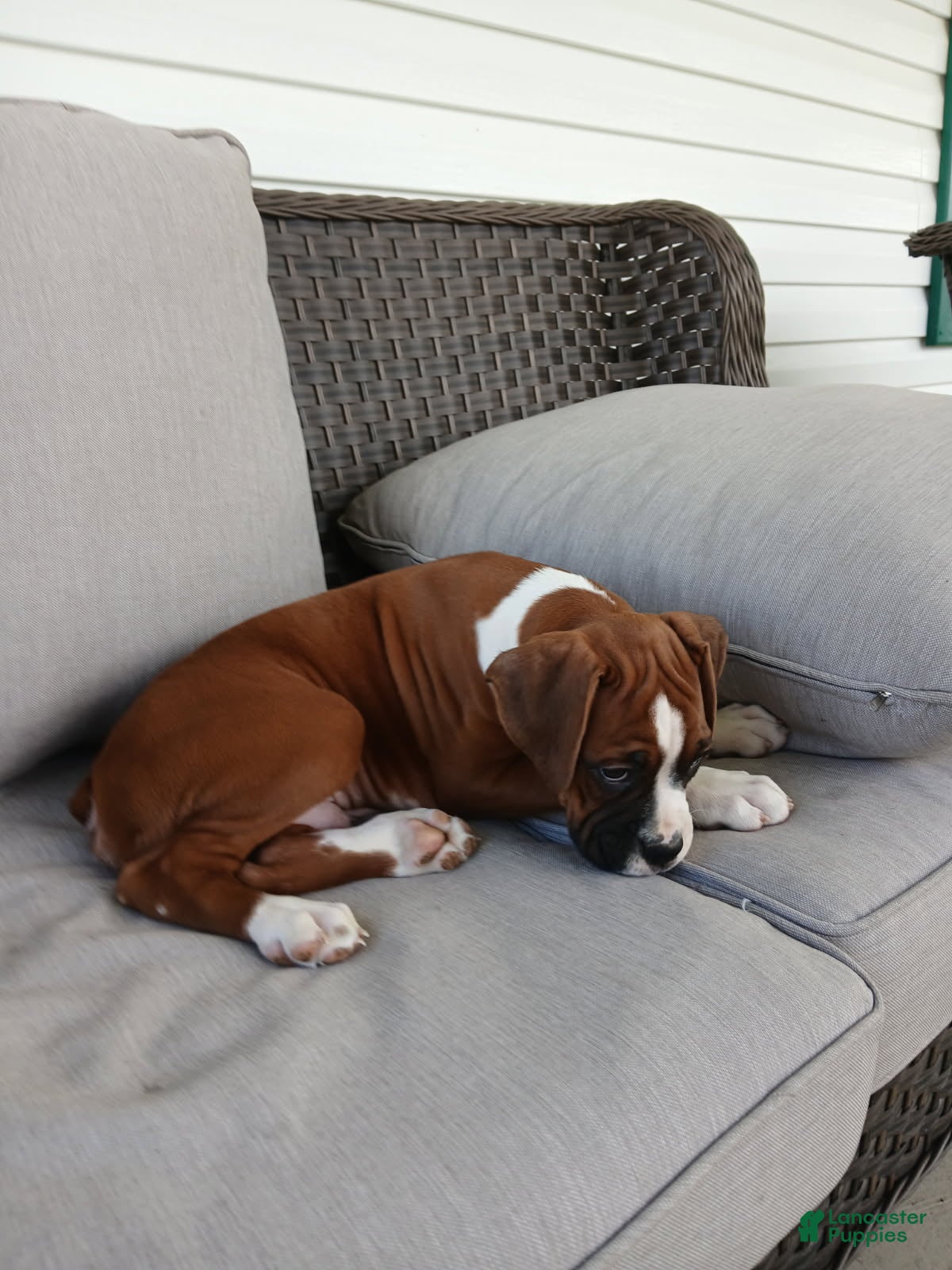 Boxer dogs Jumbo - Ad 2