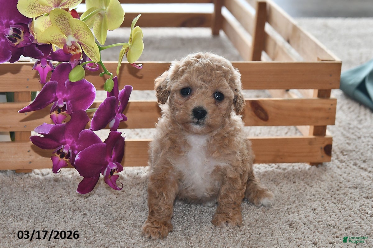 Bichpoo dogs Jewel - Ad 1