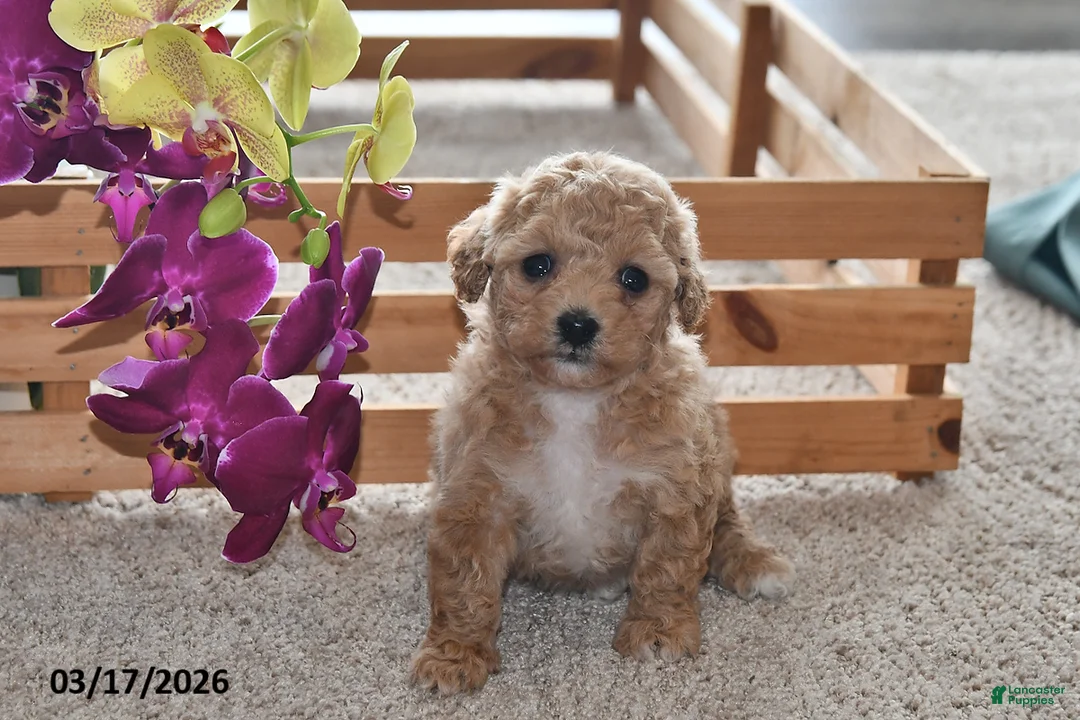 Bichpoo dogs for sale: Jewel - Ad 1