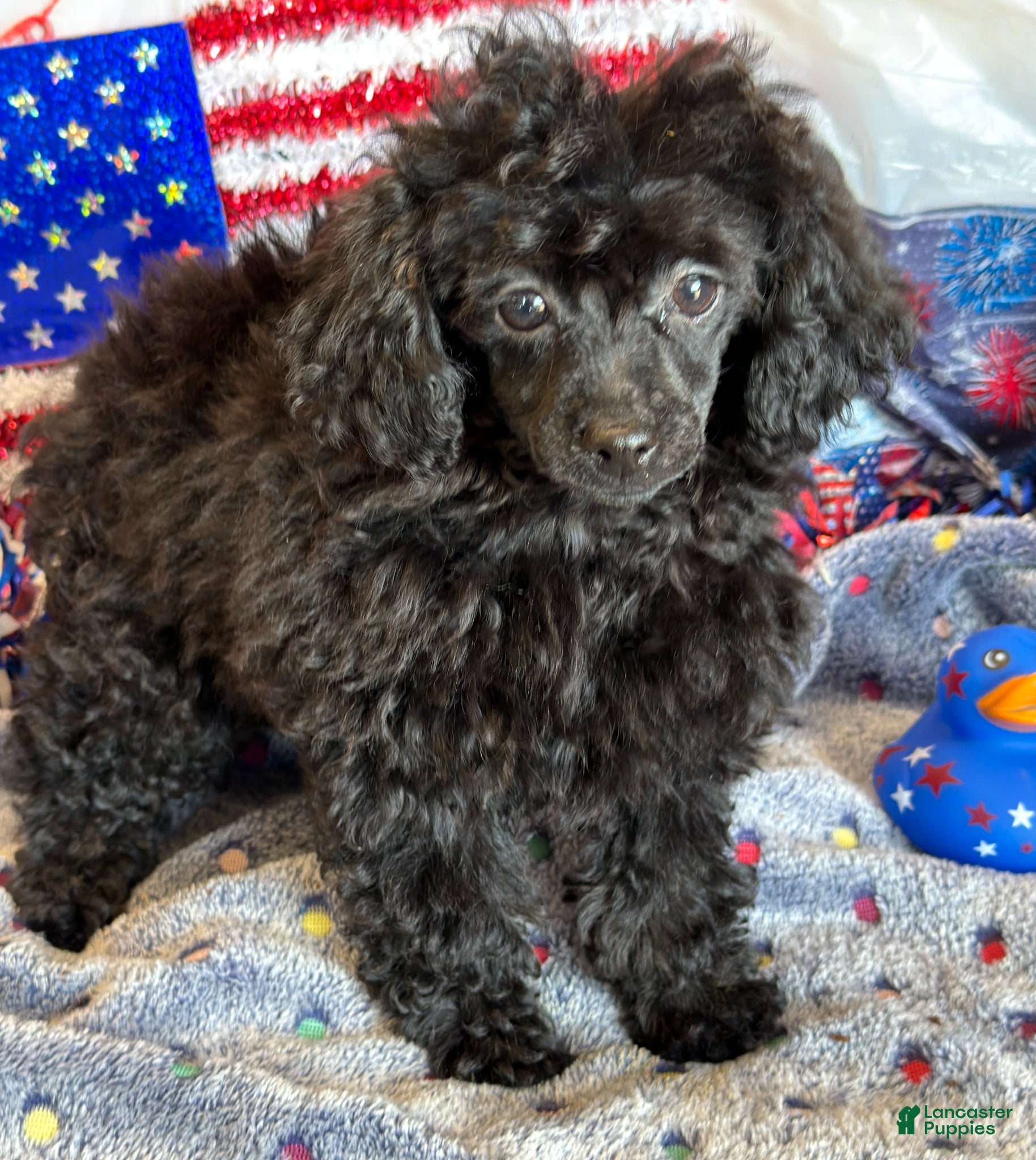Toy Poodle dogs Lilly - Ad 23