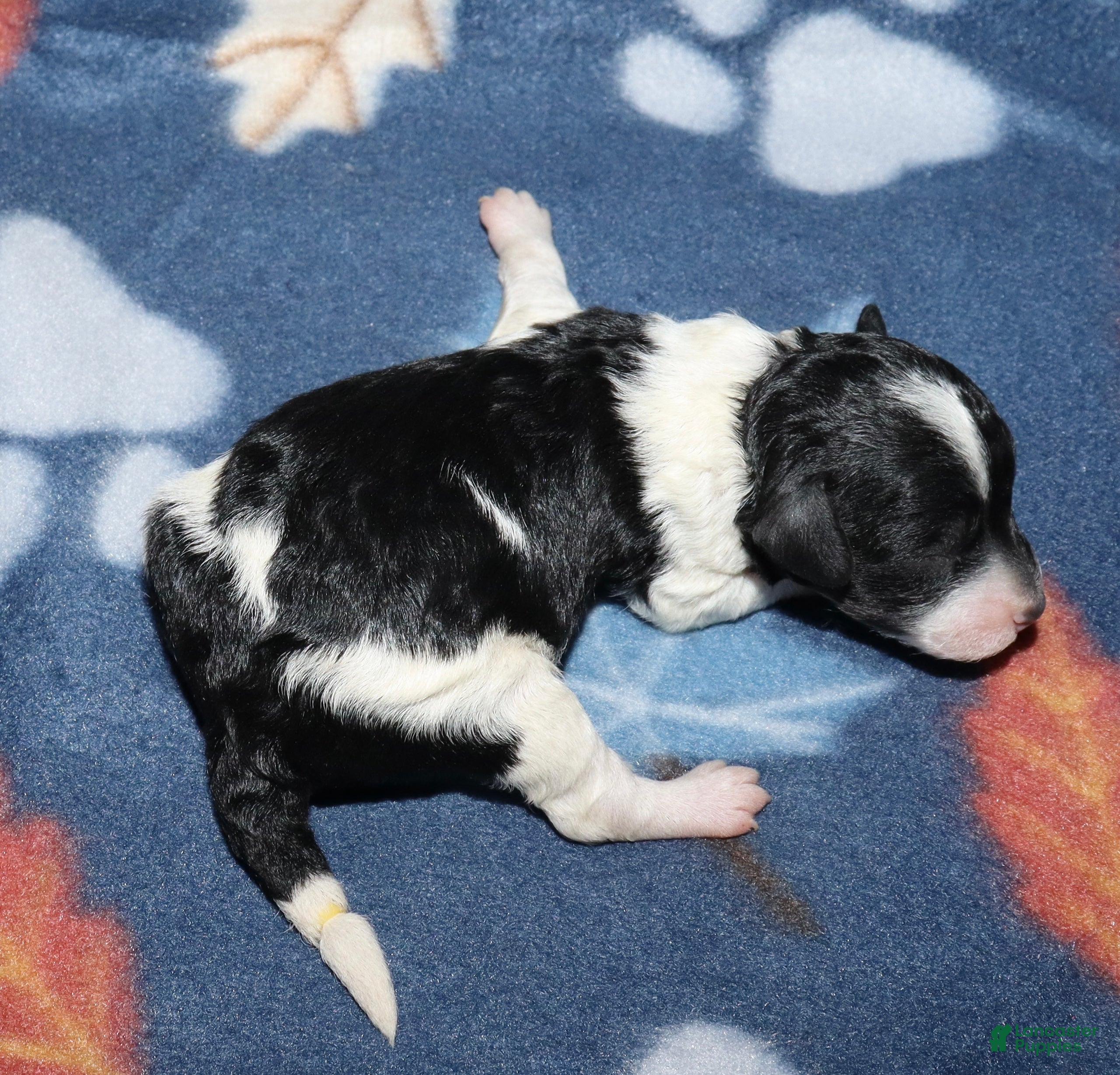 Miniature Poodle dogs Harlee’s Bk&W male - Ad 2