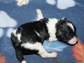 Miniature Poodle dogs Harlee’s Bk&W male - Ad 2