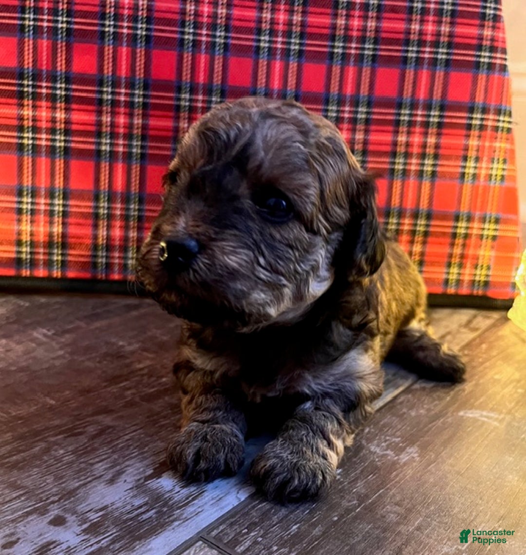 Pomapoo dogs for sale: S'Mores - Ad 2