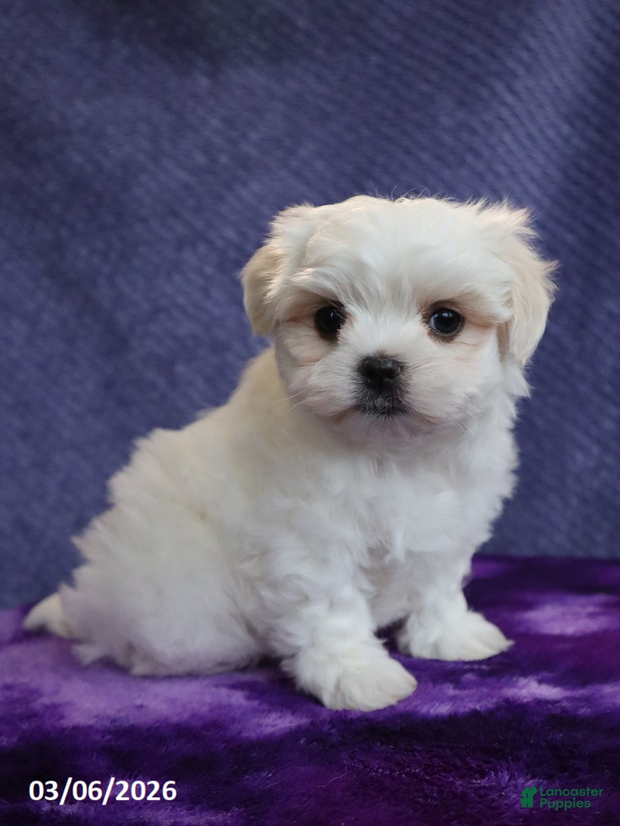 Maltese dogs Nate - Ad 1