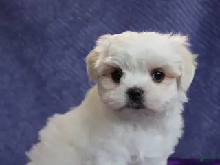 Maltese dogs for sale: Nate - Ad 1