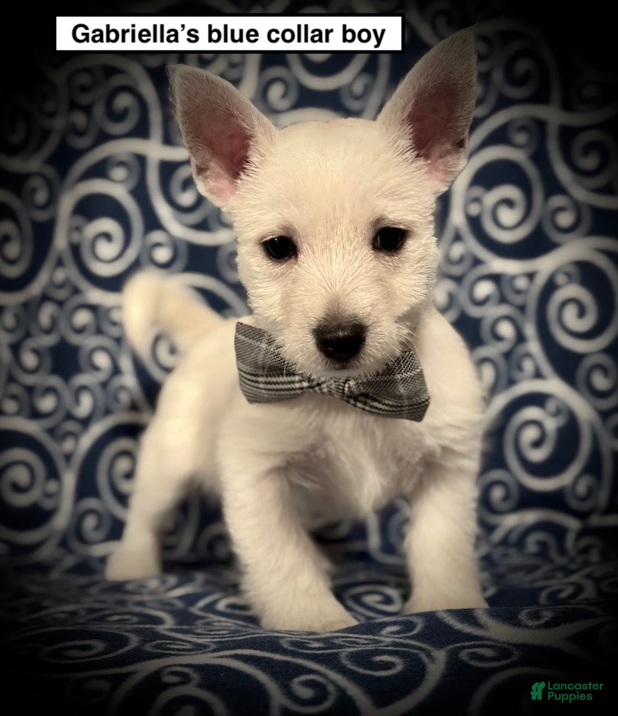 West Highland Terrier dogs AKC West Highland White Terrier - Ad 3