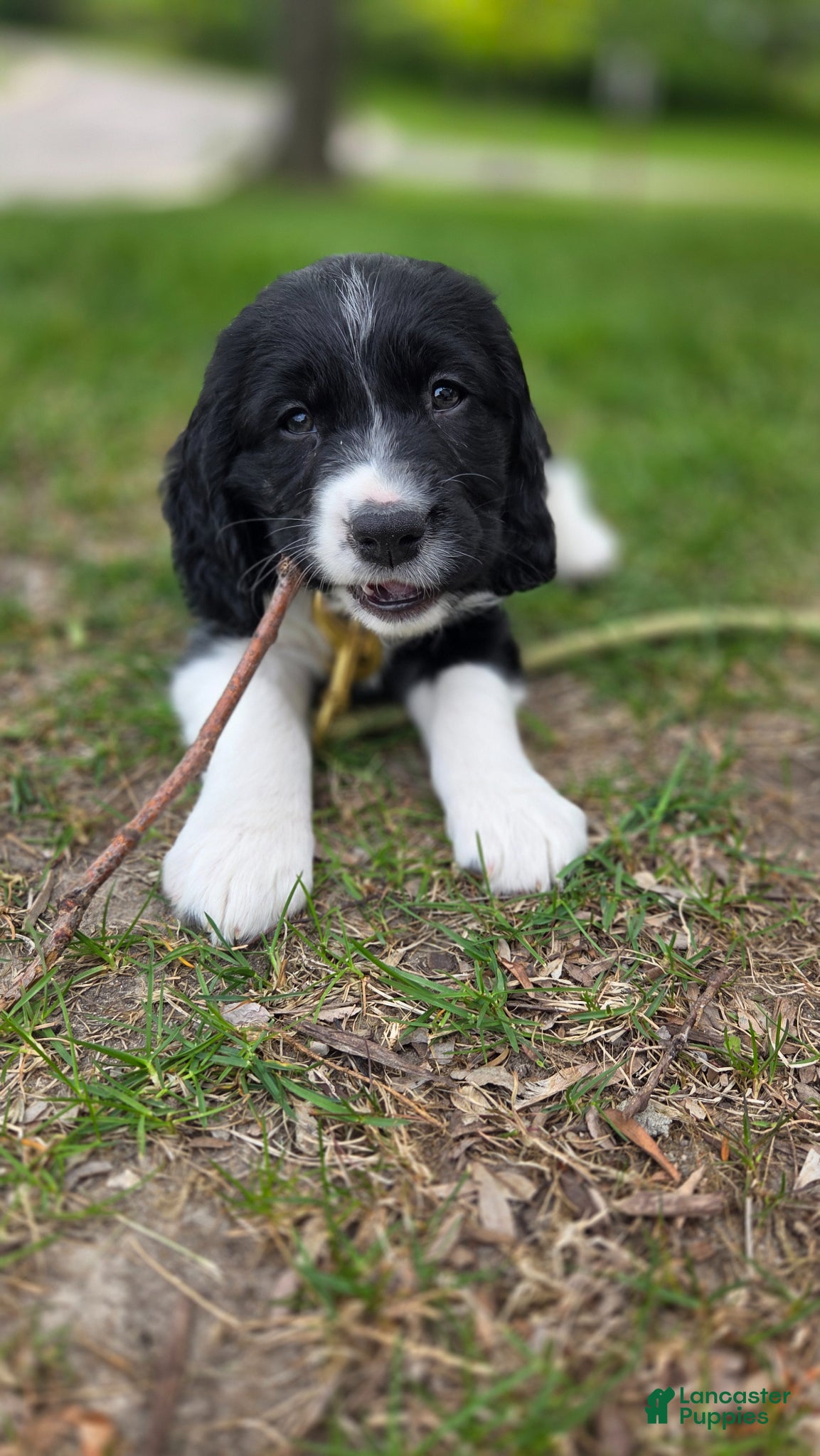 English Springer Spaniel dogs Caz - Ad 21