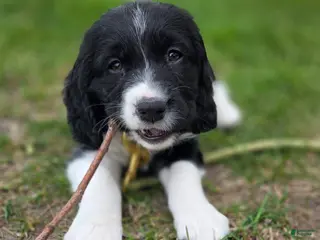 English Springer Spaniel dogs Caz - Ad 13