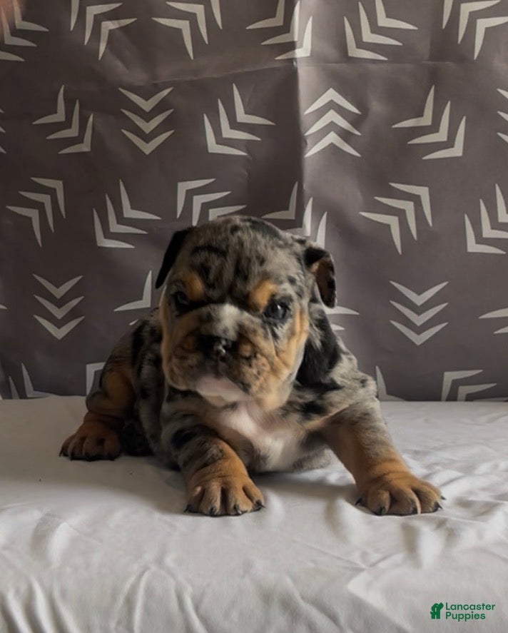 English Bulldog dogs for sale: English Bulldog Puppy - Harley - Ad 3