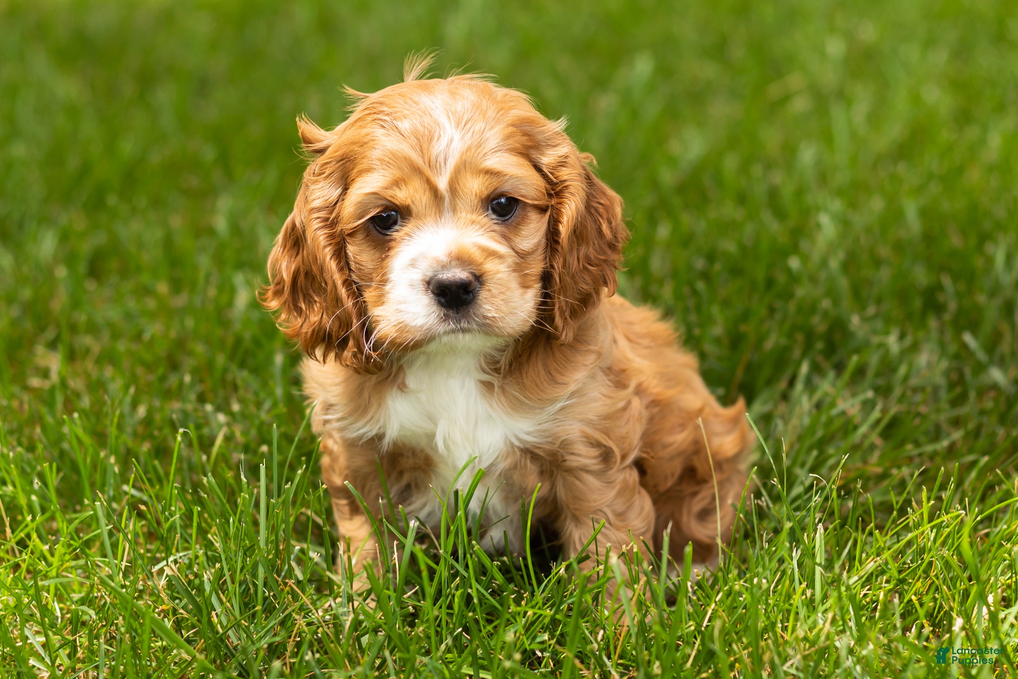 Cocker Spaniel dogs Gertie  - Ad 35