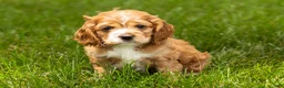 Cocker Spaniel dogs for sale: Gertie  - Ad 1