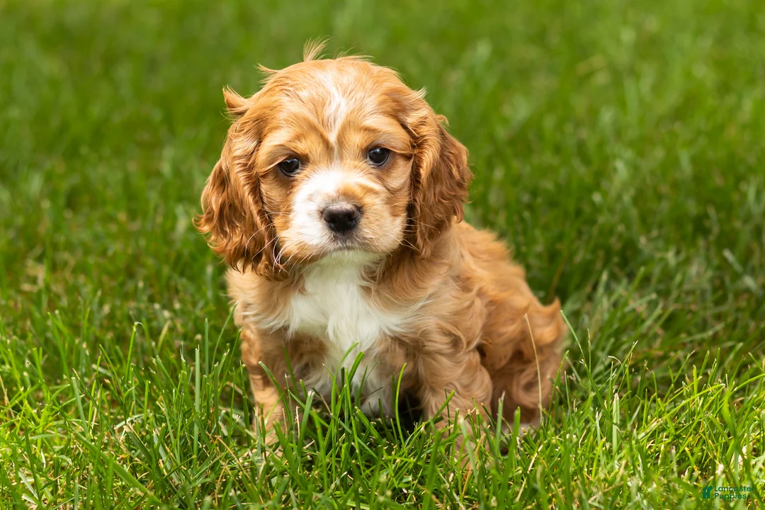 Cocker Spaniel dogs for sale: Gertie  - Ad 1