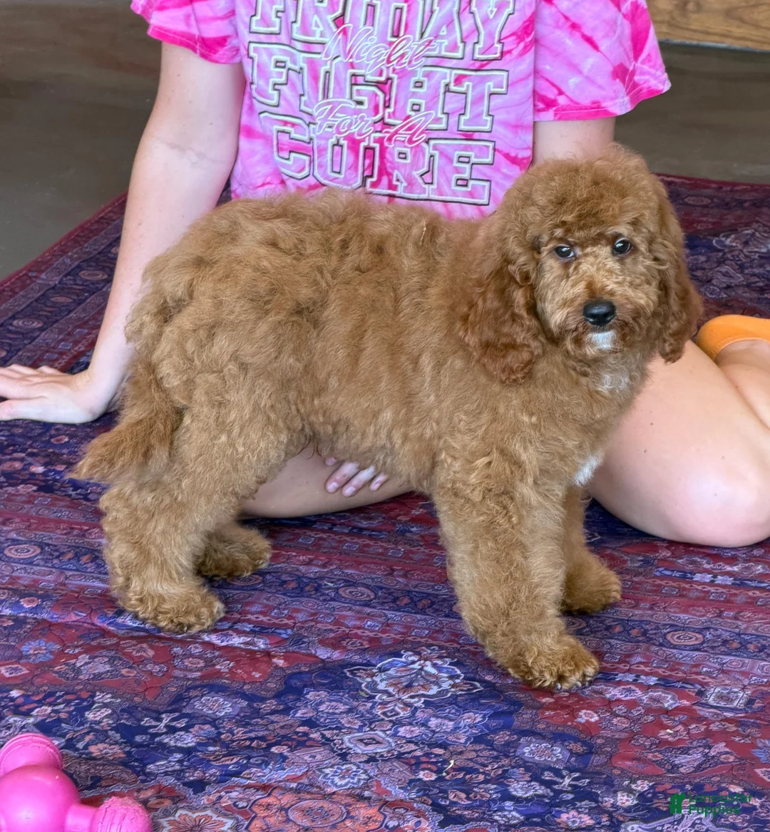 Miniature Labradoodle dogs for sale: Maverick - Ad 6