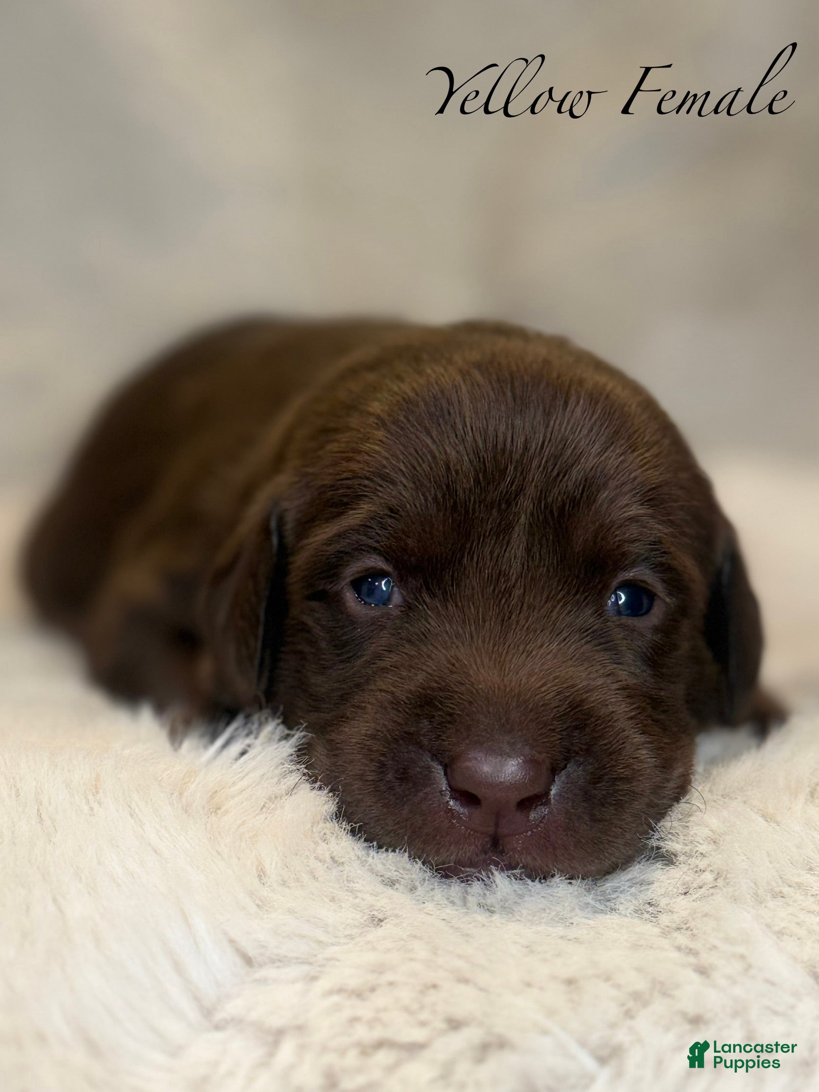 Labrador Retriever dogs Yellow Female - Ad 2