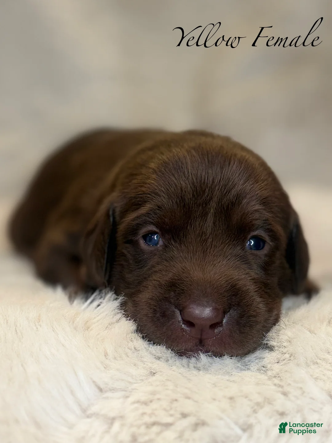 Labrador Retriever dogs for sale: Yellow Female - Ad 2