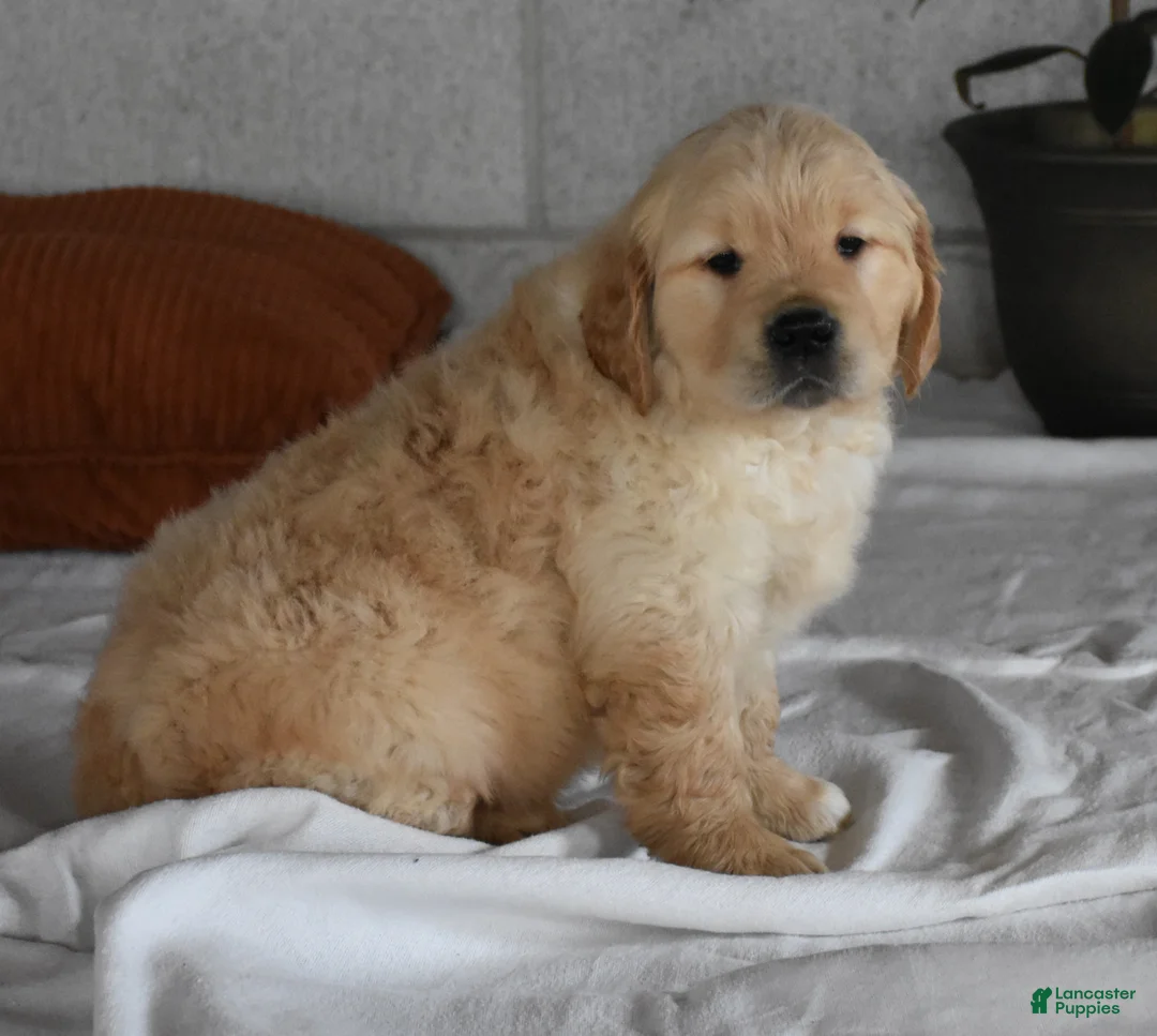Golden Retriever dogs for sale: Buster  Genteic/OFA - Ad 15