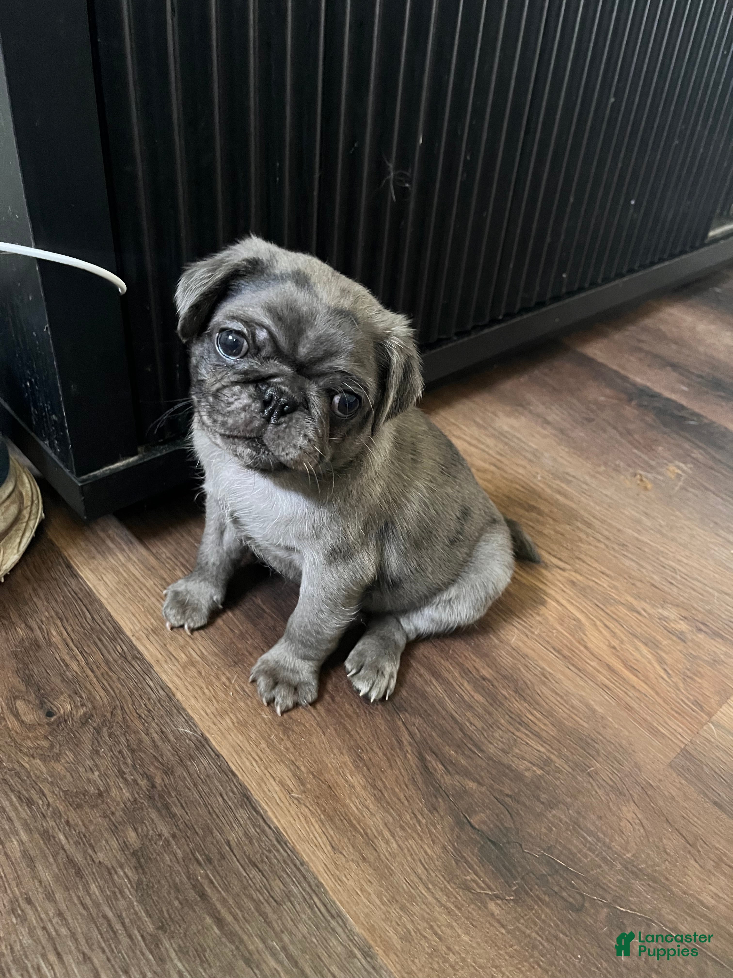 Pug dogs Cappuccino - Ad 1