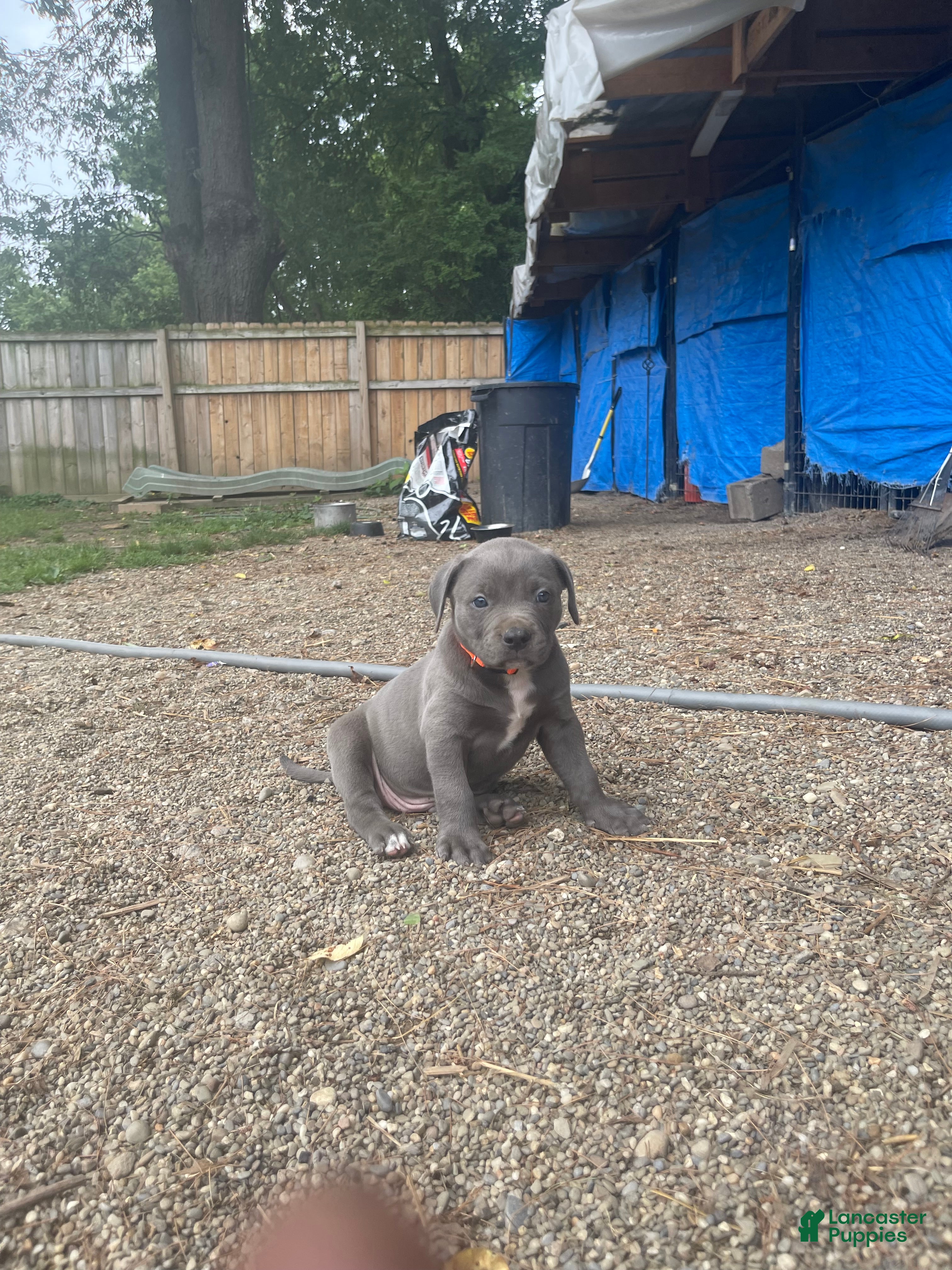 American Bully dogs American Bully 1 - Ad 2
