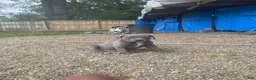 American Bully dogs for sale: American Bully 1 - Ad 2