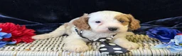 Cavapoo dogs for sale: Barley - Ad 2