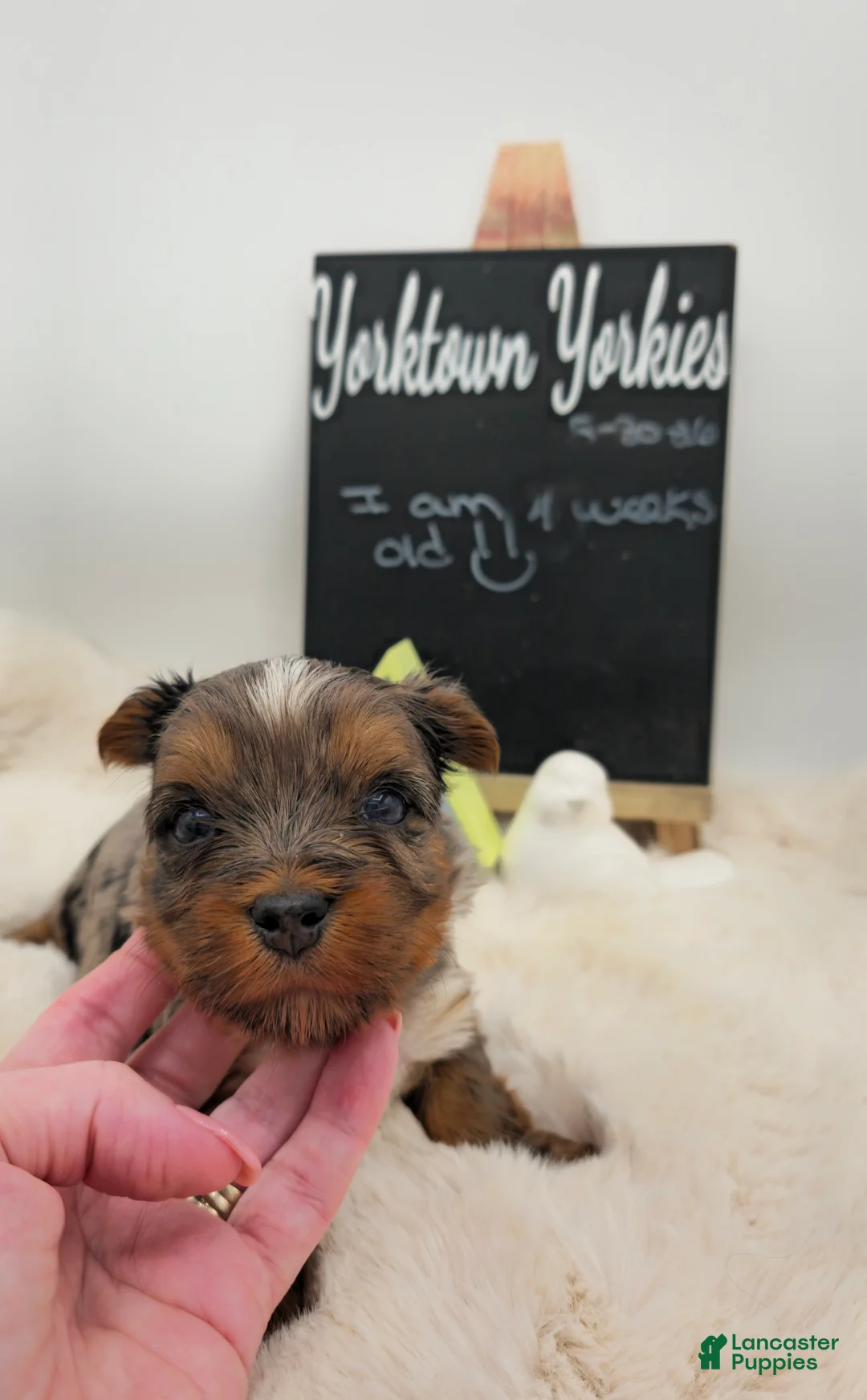 Yorkshire Terrier dogs for sale: Marley - Ad 2