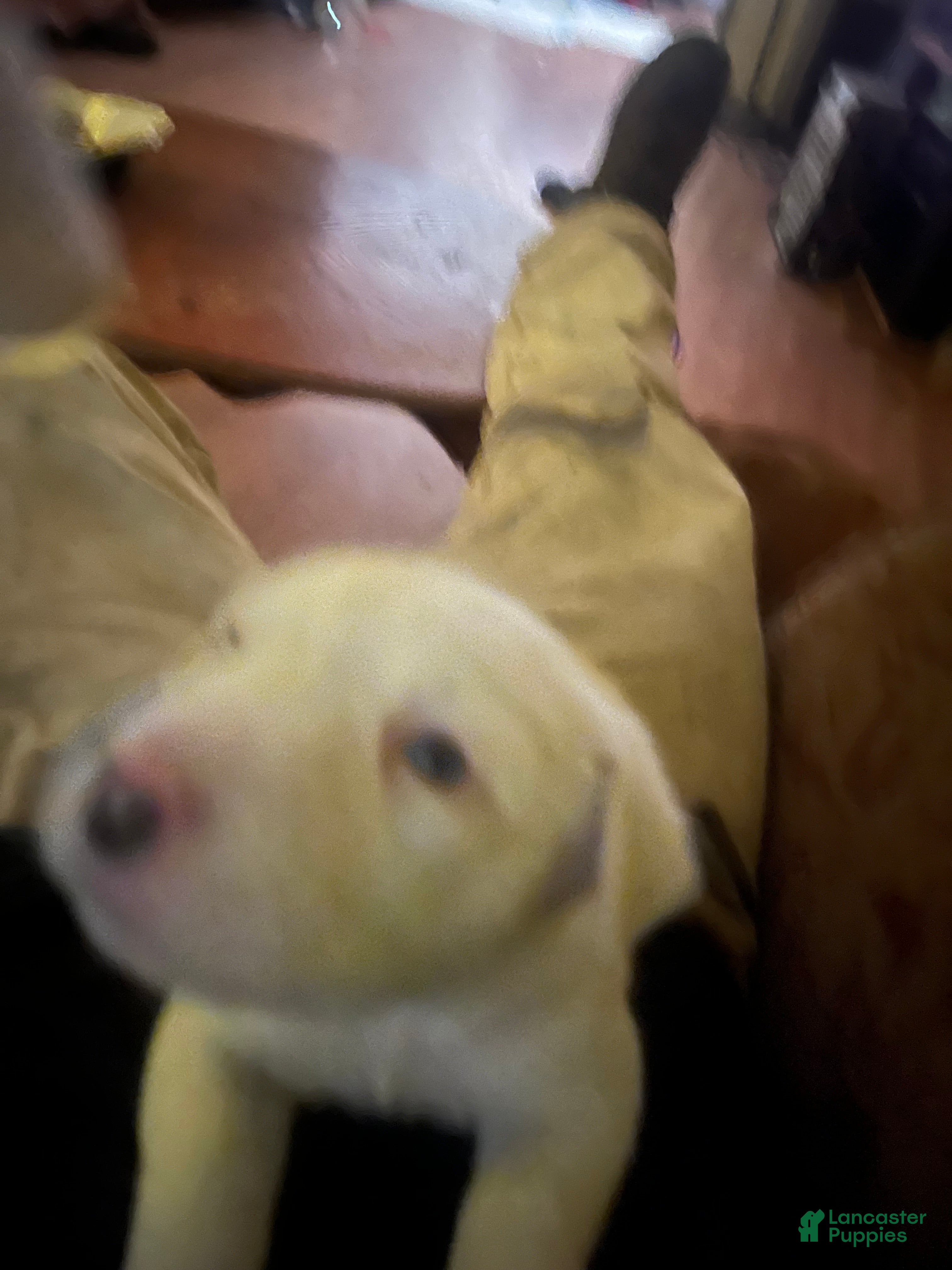 Mixed Breed dogs Mixed Breed 2 - Ad 33