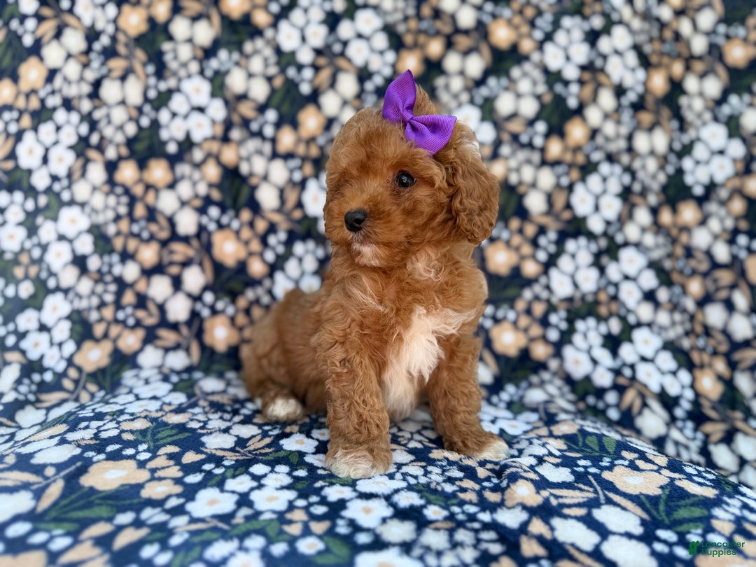 Cavapoo dogs for sale: Sienna - Ad 4
