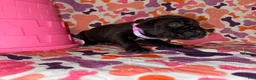 Cane Corso dogs for sale: Light Purple Collar Female - Ad 3