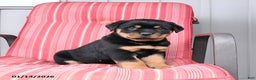 Rottweiler dogs for sale: Scout - Ad 2