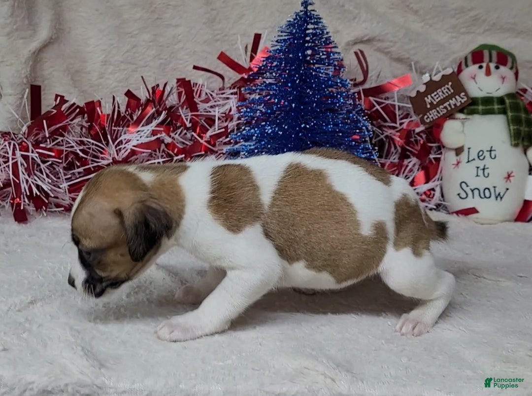 Jack Russell Terrier dogs for sale: "FIRE" of Westfork  - Ad 17