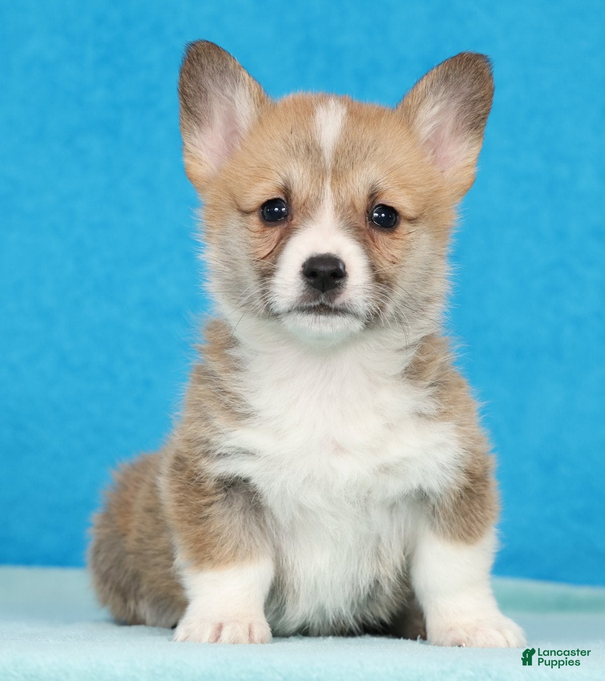 Welsh Corgi Pembroke dogs Fred - Ad 1