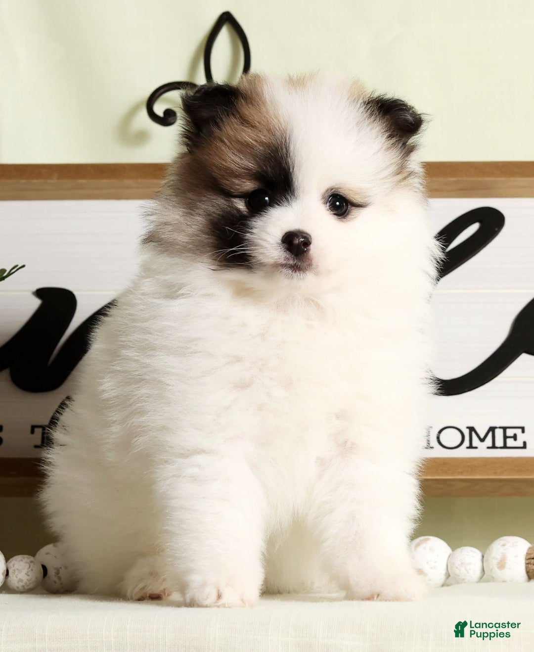 Pomeranian dogs for sale: Stacy - Ad 1