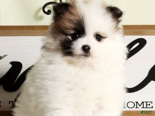 Pomeranian dogs Stacy - Ad 2