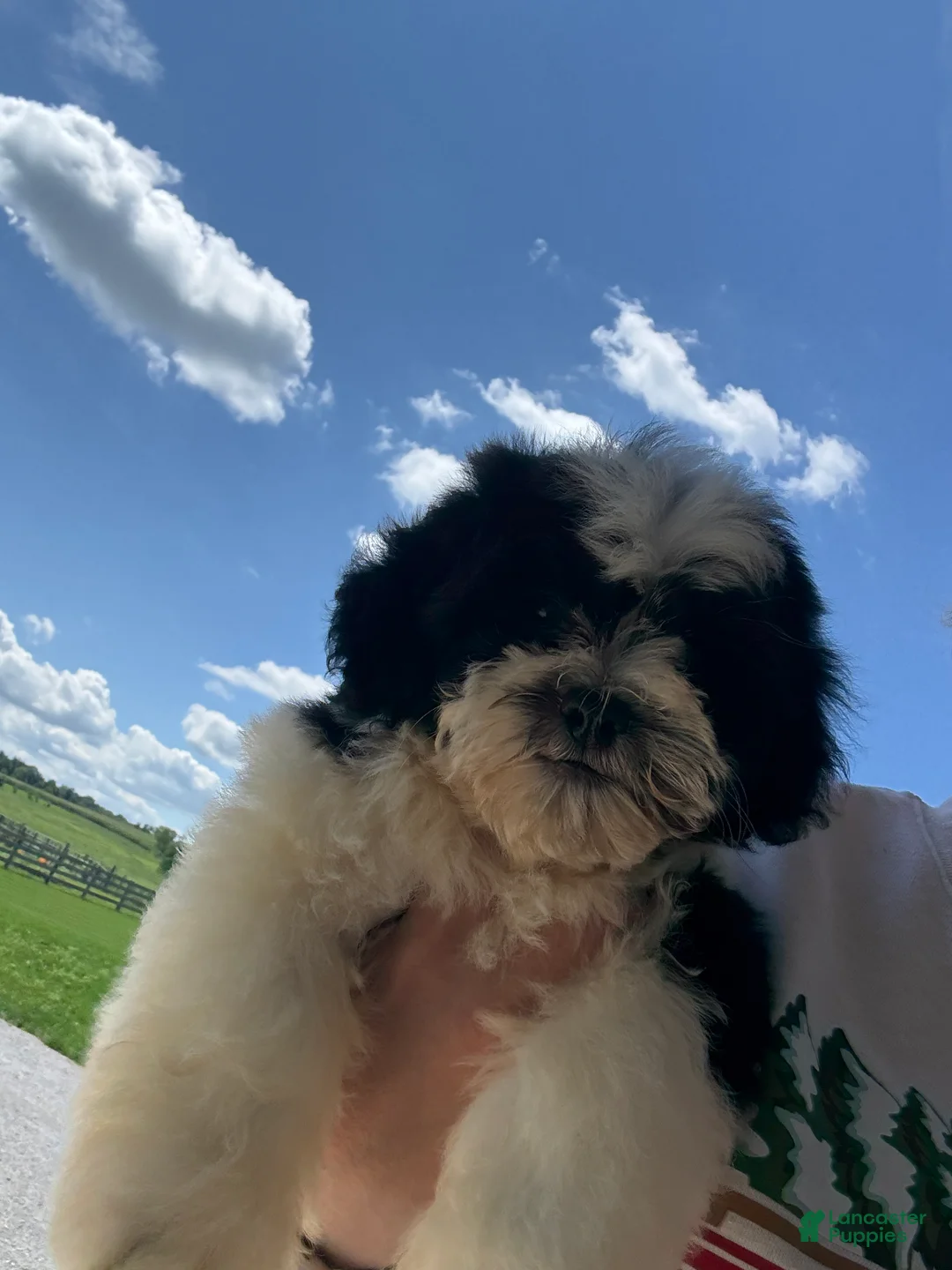 Teddy Bear dogs for sale: Lucas - Ad 2