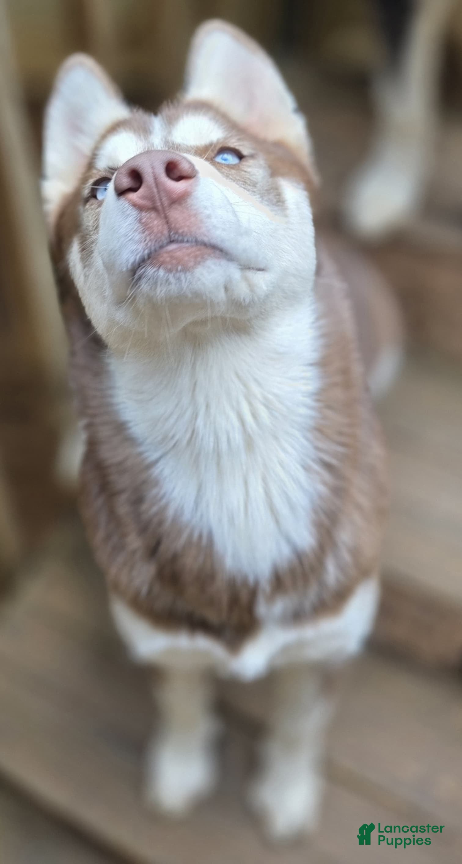 Siberian Husky dogs Apache - Ad 5