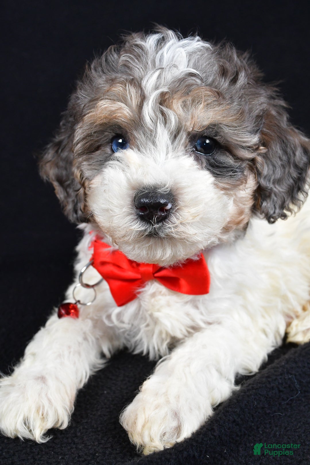 Miniature Poodle dogs for sale: Eden - Ad 4