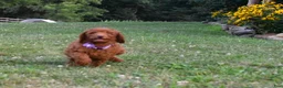 Standard Poodle dogs for sale: Eli moyen - Ad 3