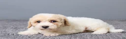 Bichpoo dogs for sale: Kenny - Ad 5