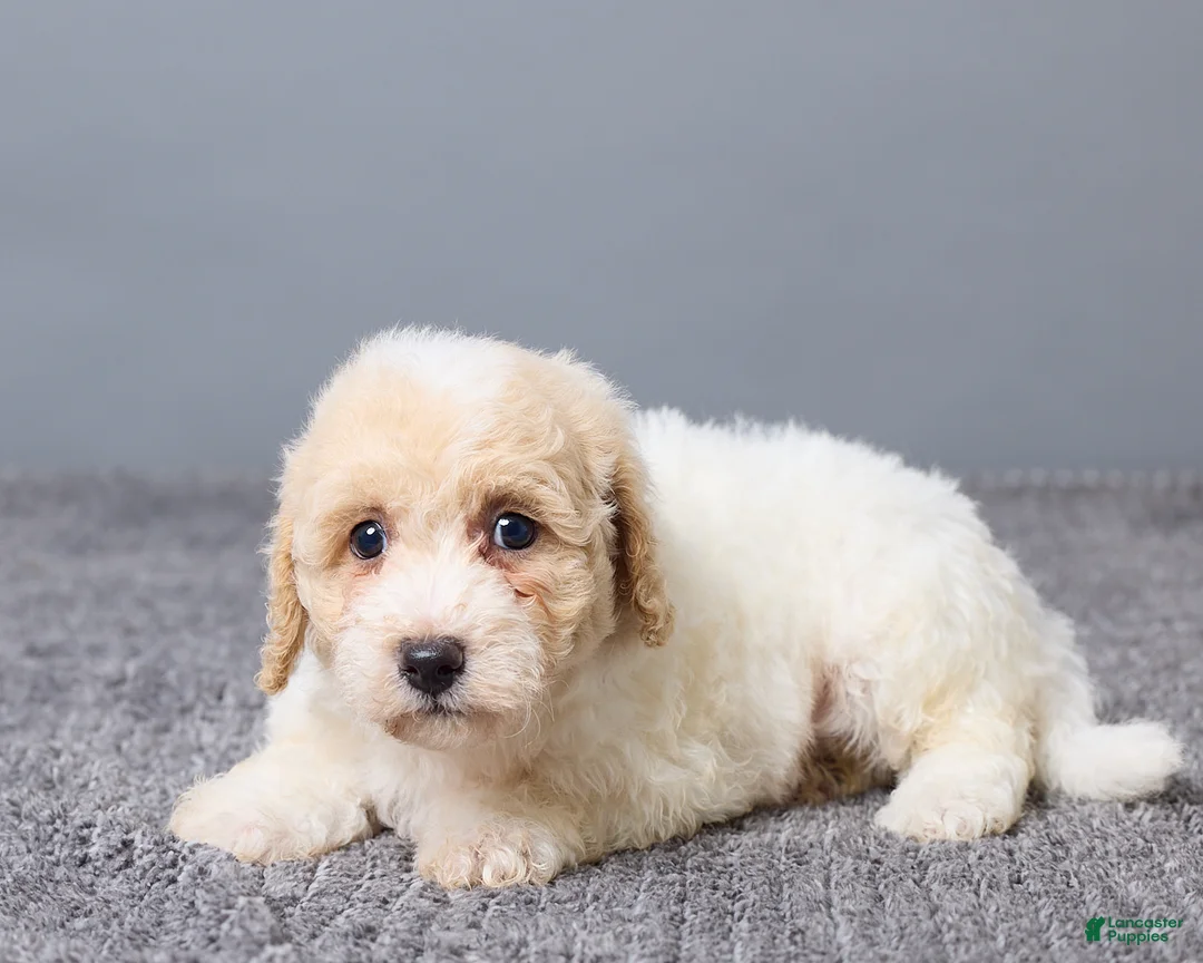 Bichpoo dogs for sale: Kenny - Ad 5