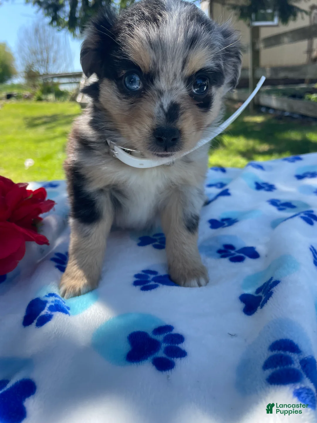 Toy Australian Shepherd dogs for sale: Jewel - Ad 1