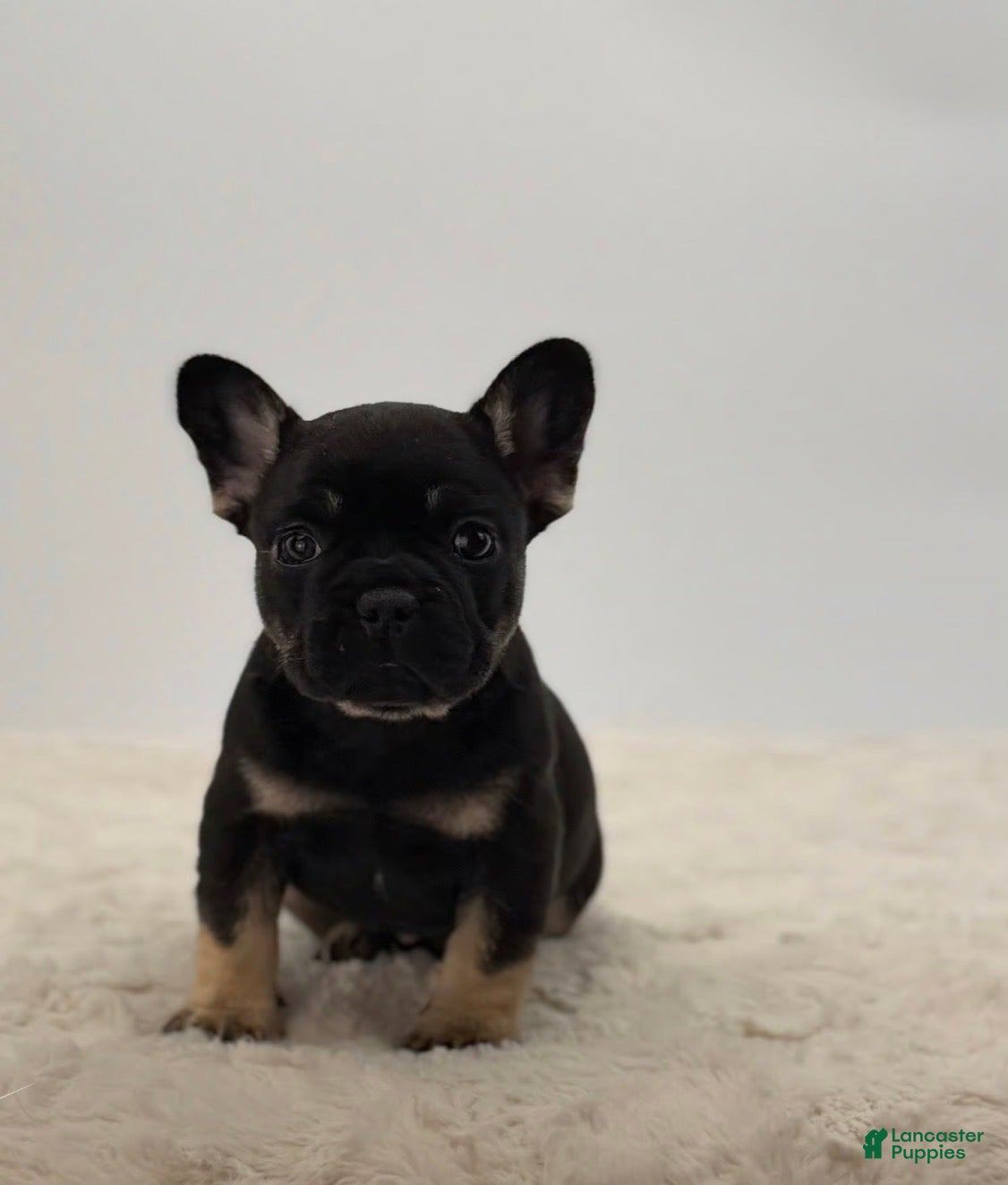 French Bulldog dogs 🐶 Meet Kingston – AKC Male French Bulldog - Ad 17