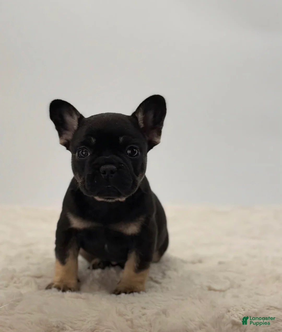 French Bulldog dogs for sale: 🐶 Meet Kingston – AKC Male French Bulldog - Ad 1