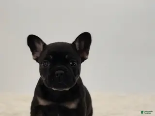French Bulldog dogs 🐶 Meet Kingston – AKC Male French Bulldog - Ad 17