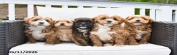 Mixed Breed dogs for sale: Pretzel - Ad 5