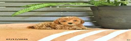 Miniature Poodle dogs for sale: Curtis - Ad 1